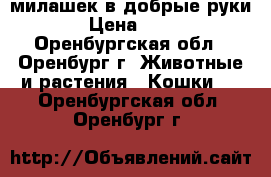 милашек в добрые руки › Цена ­ 10 - Оренбургская обл., Оренбург г. Животные и растения » Кошки   . Оренбургская обл.,Оренбург г.